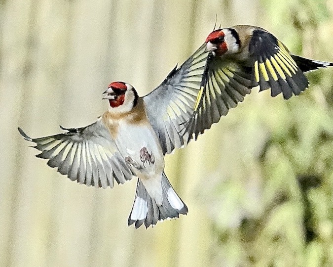 goldfinch